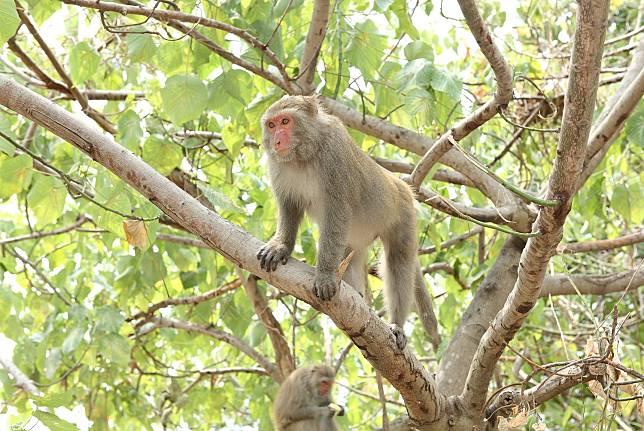 台灣獼猴從保育類動物除名，調整為一般野生動物   圖：農委會林務局/提供