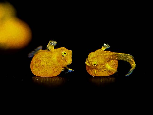 © Armando Ochoa Aguilar / Beaker Street Science Photography Prize