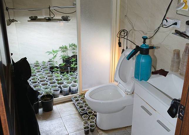 陳姓男子等人自學技術並承租透天厝栽種大麻，警方獲報查出民宅電費異常高，跟監蒐證後，查獲4名犯嫌及275株大麻植栽，市價近8000萬元。（彰化縣警察局提 供） 中央社記者蕭博陽彰化縣傳真 110年8月7日  
