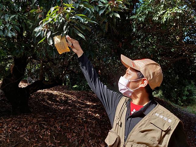 台中市政府於大坑登山步道的周邊荔枝及龍眼園釋放三十萬隻平腹小蜂，消滅荔枝椿象。（記者徐義雄攝）