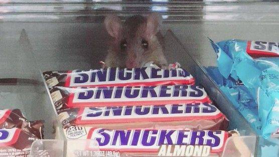 ▲超商貨架驚見「米老鼠吃播」！疑似民眾拍下老鼠大吃巧克力的畫面，引起眾人熱議。（圖／翻攝畫面）