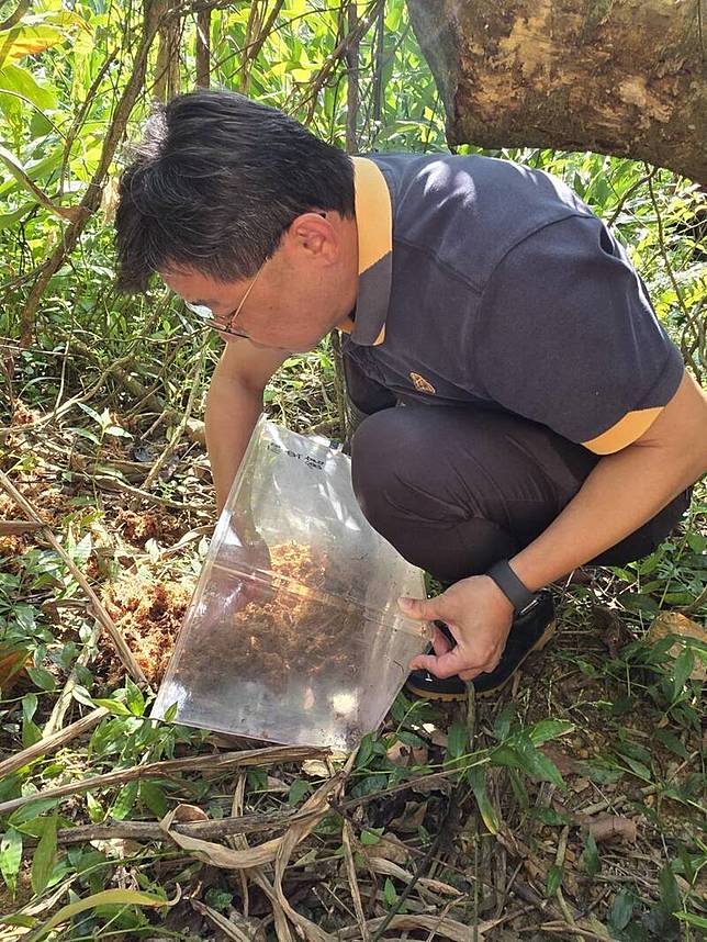 全世界僅分布南投魚池鄉的魚池琴蛙，進行新棲地拓殖野放，盼能繼續在魚池鄉棲息繁衍。(林保署南投分署提供)