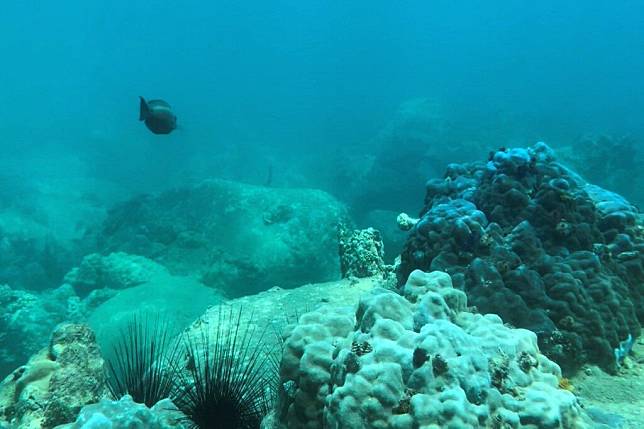 VIETNAM-ENVIRONMENT-FISHING-DIVING