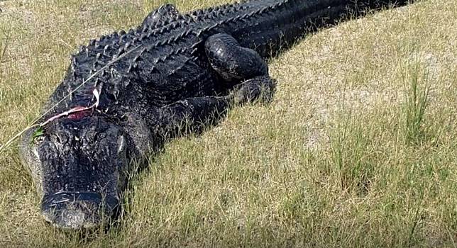 4 公尺巨鱷被發現肚中有失蹤男子的殘肢。