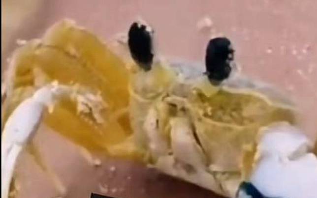 告訴你什麼叫做刮目相看！　螃蟹自備雨刷清除眼前障礙