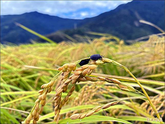 縱谷地區的二期稻作進入收割期，農友憂心黑椿象蟲害造成血本無歸。(記者陳賢義攝)