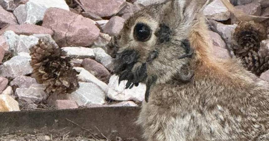 [法環] 科羅拉多州野兔爆發怪病 臉部長角狀疣