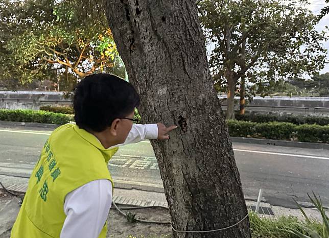 清水區鎮平庄橋江北街路邊有三棵百年老朴樹，其中一棵疑似感染真菌，幾乎沒有葉子，明顯呈枯枝狀。（記者陳金龍攝）