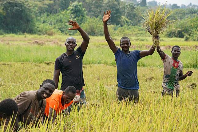 Farmers are pictured as they harvest paddy rice in the Guiguidou hydro-agricultural area, in Divo, Cote d'Ivoire, Jan. 8, 2024. (Xinhua/Han Xu)