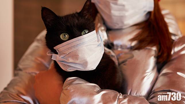 【新冠肺炎】比利時全球首宗貓確診  無證據會傳人