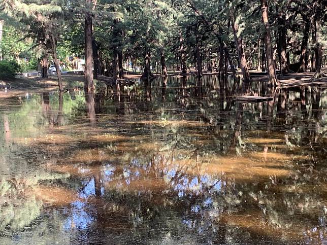 受日前大雨影響，安平漁光島防風林內低窪處積水，和木麻黃相映，有如竹山忘憂森林，被稱為「限定版漁光忘憂森林」。（記者陳銀全攝）