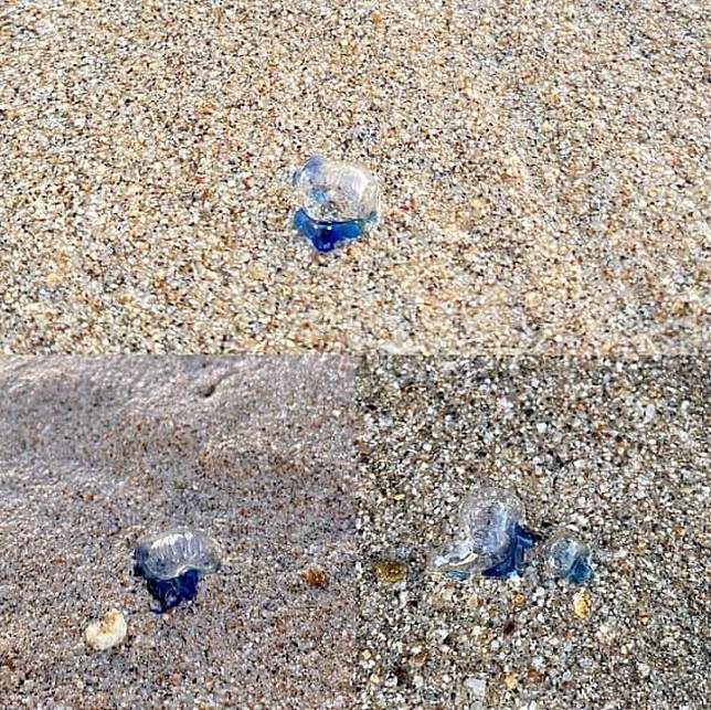 馬公嵵裡沙灘，出現許多具劇毒性的僧帽水母。(劉宇婷提供)