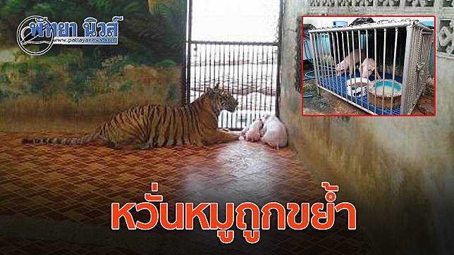 ว่อน!! สวนเสือศรีราชาจับลูกหมูขังในกรงเสือ หวั่นทารุณกรรมสัตว์