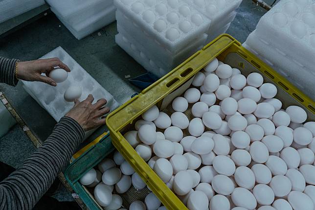 2022、2023年初皆出現搶蛋場景，除了難以避免全球禽流感等因素波及，也再度凸顯出台灣蛋雞產業的脆弱，和亟待改革的銷售制度。（攝影／馬雨辰）