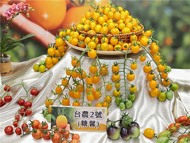 番茄新品種「台農2號（糖馨）」，預計2024秋天開始供應種苗，期盼讓台灣小果番茄品種更具多樣性。（圖片來源：農試所提供）