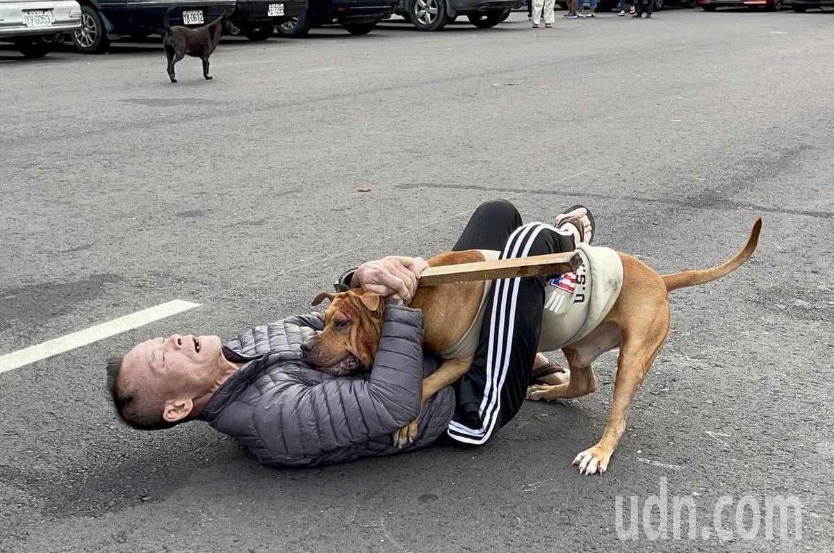 獨家直擊／比特犬發狂攻擊野狗嚇壞民眾| 聯合新聞網| LINE TODAY