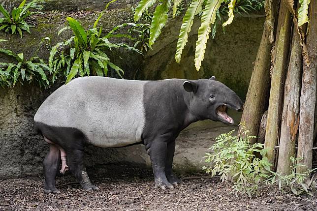 台北市立動物園園內出生的馬來貘「貘豆」正值適婚年齡。（圖／翻攝畫面）