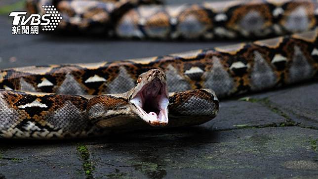 南非一名老婦人在家中撞見一條長近5公尺的蟒蛇。（示意圖／Shutterstock達志影像）