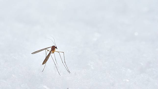 夏天戶外活動多，防蚊妙招成熱門話題，有醫師提醒3成分最有效。取自Unsplash