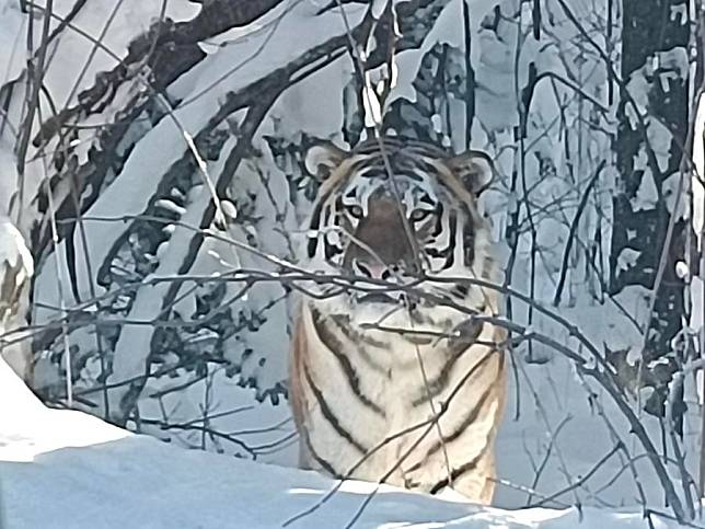 This photo taken with a mobile phone shows a wild Siberian tiger in Changbai Mountain in northeast China's Jilin Province on Dec. 3, 2024. (Xinhua)