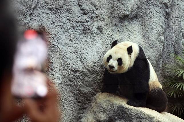 A tourist takes photos of giant panda Jianjian in Macao, south China, Nov. 20, 2024. A pair of giant pandas Kaikai and Xinxin were chosen from Chengdu Research Base of Giant Panda Breeding in southwest China's Sichuan Province as a gift of the central government to Macao Special Administrative Region in 2015. They gave birth to twin brothers Jianjian and Kangkang here in 2016. The panda family is now living a happy and leisured life. (Xinhua/Wang Yiliang)