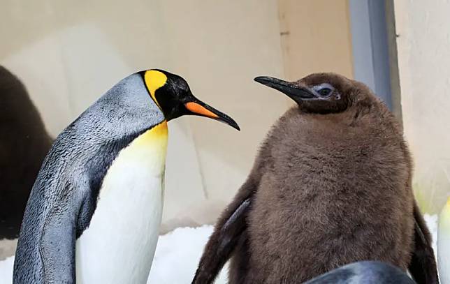 ▲墨爾本海洋生物水族館今年誕生一隻打破水族館歷年紀錄的爆肥國王企鵝香蒜醬（Pesto，圖右），9個月大的牠，體型是一般成年國王企鵝的兩倍，體重22公斤的香蒜醬，比自己爸媽加起來還要胖。（圖／翻攝自墨爾本海洋生物水族館IG）