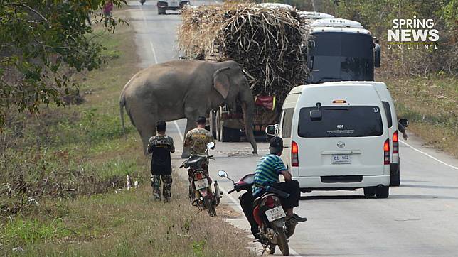 ปิดตำนาน “ด้วนด่านลอย” ช้างป่าแสนรู้ แผลติดเชื้อดับกลางป่า