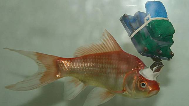 科學家將電極插入金魚腦裡，在頭上安裝記錄器進行研究。翻攝《紐約時報》／Lear Cohen