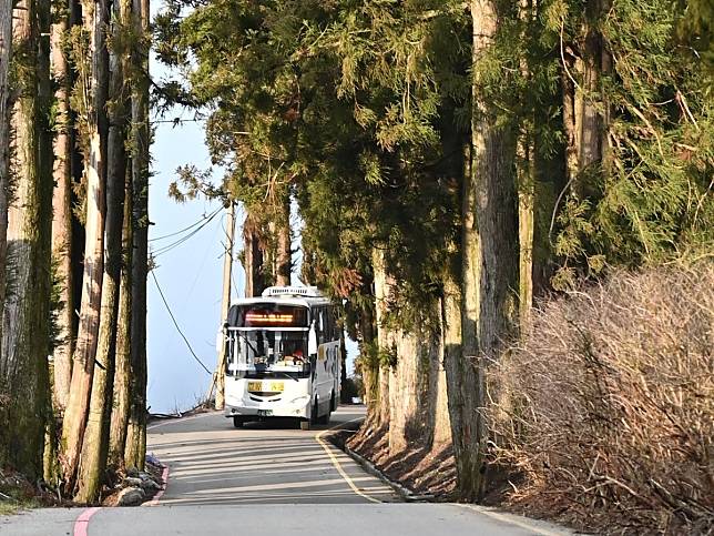 武陵櫻花季管制期延後至3月2日，中市府交通局表示，歡迎搭市區公車來賞花。（圖：中市府提供）