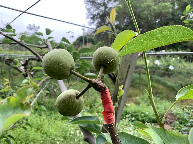 處理微生物製劑，其接穗之花芽能正常開花著果。（農委會臺中場提供）