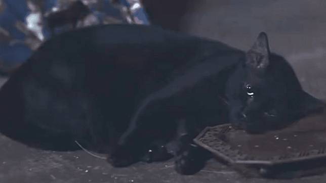 Poisoned cat scene sparks outrage over animal cruelty in Thai series