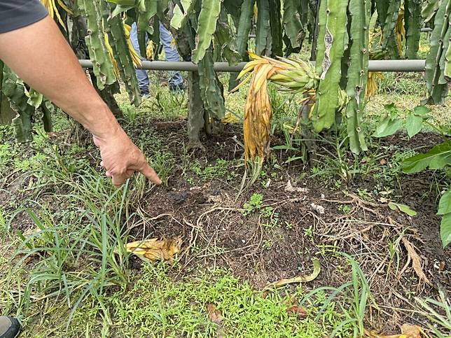 嘉義縣太保市紅龍果園受連日豪雨影響，根系遭雨水沖刷裸露，日曬恐造成根系受損與死亡。記者黃于凡／攝影