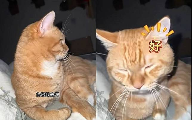 再睏也要陪你去！小橘貓半夜強撐睡意伴主人如廁　百萬網友融化：是小天使