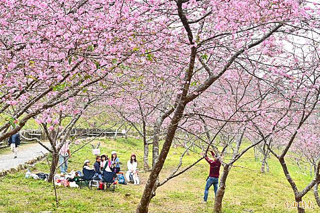 位於高雄桃源寶山櫻花公園的「河津櫻」盛開，吸引許多遊客坐在櫻花樹下野餐，景色絕美宛如置身日本。(記者李惠洲攝)