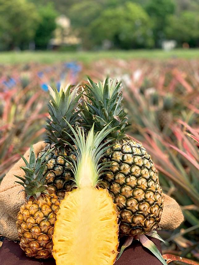 銘泉生態休閒農場(圖/屏東縣政府農業處)