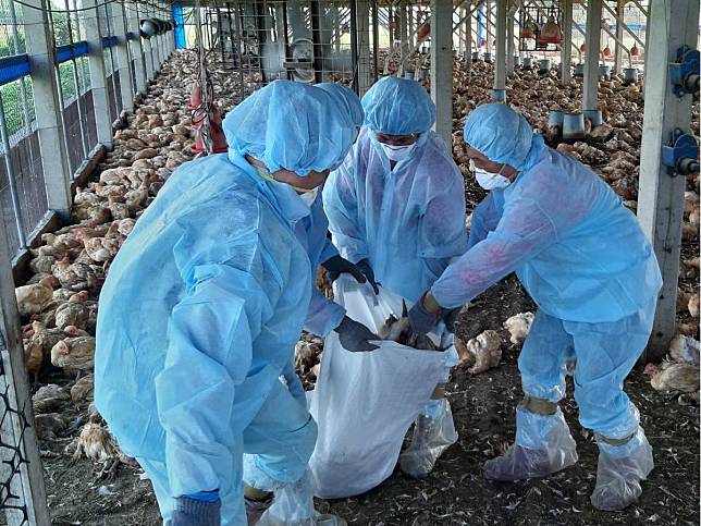 天氣熱！禽流感卻升溫　彰化撲殺1.2萬隻土雞