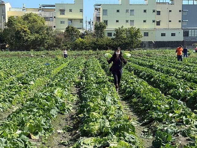 高麗菜、包心白菜在春節前後一度跌到5元，雲林有農民為節省成本，今開放自採包心白菜，有人專程從台北來採。記者陳雅玲／攝影