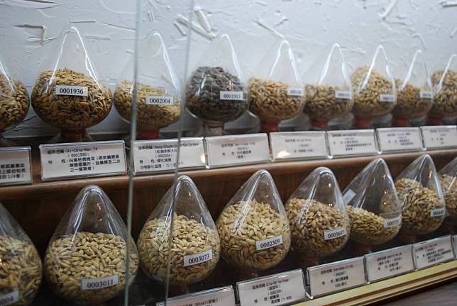大甲農會稻米文化館收集三千多種稻種以及早農村生活作息栩栩如生的模型。（記者陳榮昌攝）