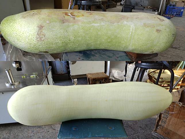 冬瓜削皮機適用於長度80公分、重量40台斤以及直徑25公分以內的青皮或白皮大冬瓜，3分鐘就讓冬瓜光ㄍ就讓冬瓜光溜溜。（圖片來源：桃園場提供）