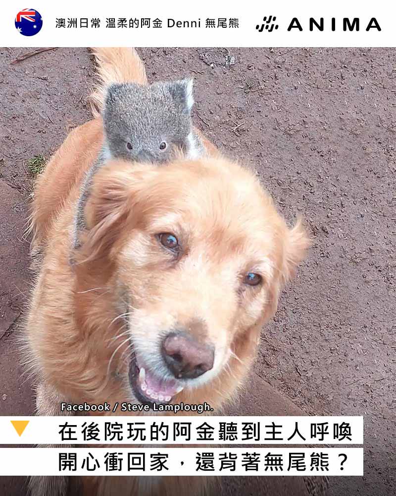 澳洲狗狗背著無尾熊寶寶回家飼主傻眼| 阿尼尛Anima | LINE TODAY