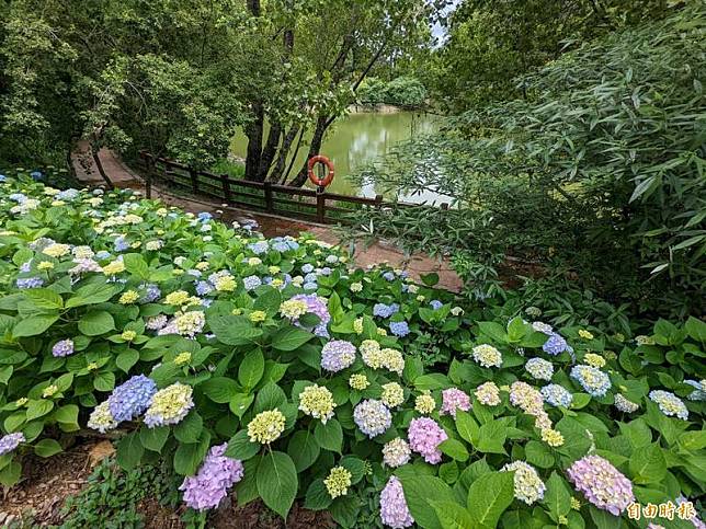 福壽山農場繡球花盛開。(記者張軒哲攝)