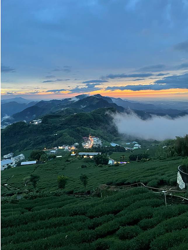 國產精品茶因品質好單價較高，但有不肖業者以低價進口茶混充販售賺取價差的情形。(圖為台灣阿里山地區茶園)   圖：林岑韋/攝