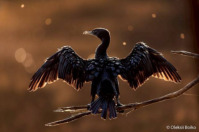 Wings of the Golden Light by Oleksii Boiko ／ AGNPOTY
