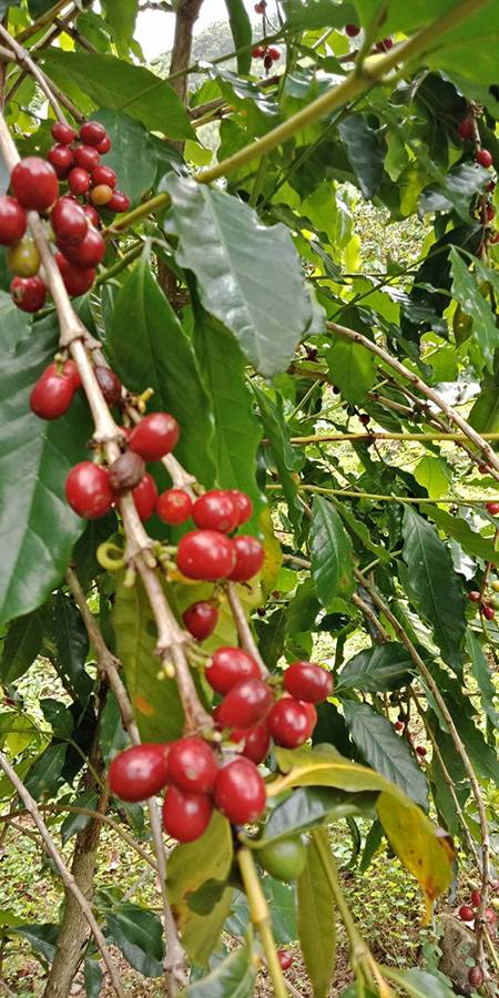 桃園復興區農業新三寶 咖啡、茶葉、水蜜桃