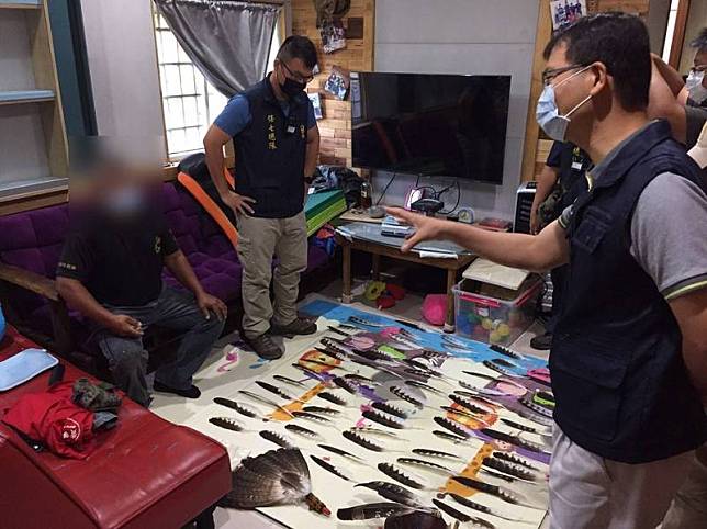 警方查獲陳嫌違法捕獵熊鷹，羽毛擺滿整間客廳。(保七總隊第八大隊提供)