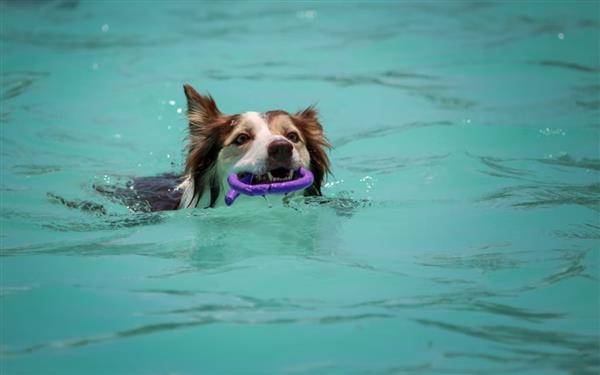 寵物狗攝取過多水分恐引發水中毒。取自Unsplash