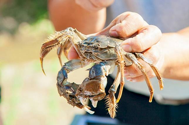 ▲新鮮到吐泡泡～（圖/奧丁丁市集）