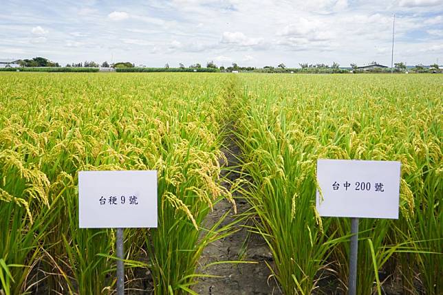 台中農改場育成高品質水稻「台中二百號」。（台中農改場提供）
