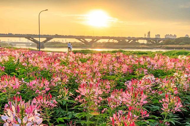 延平河濱夢幻花海迎聖誕 蒲公英燈夜景浪漫爆表