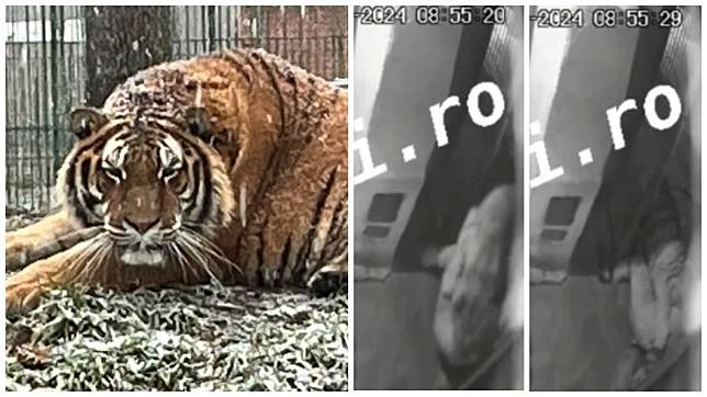 羅馬尼亞動物園飼養員沒關安全門，被老虎狂咬50秒當場死亡。